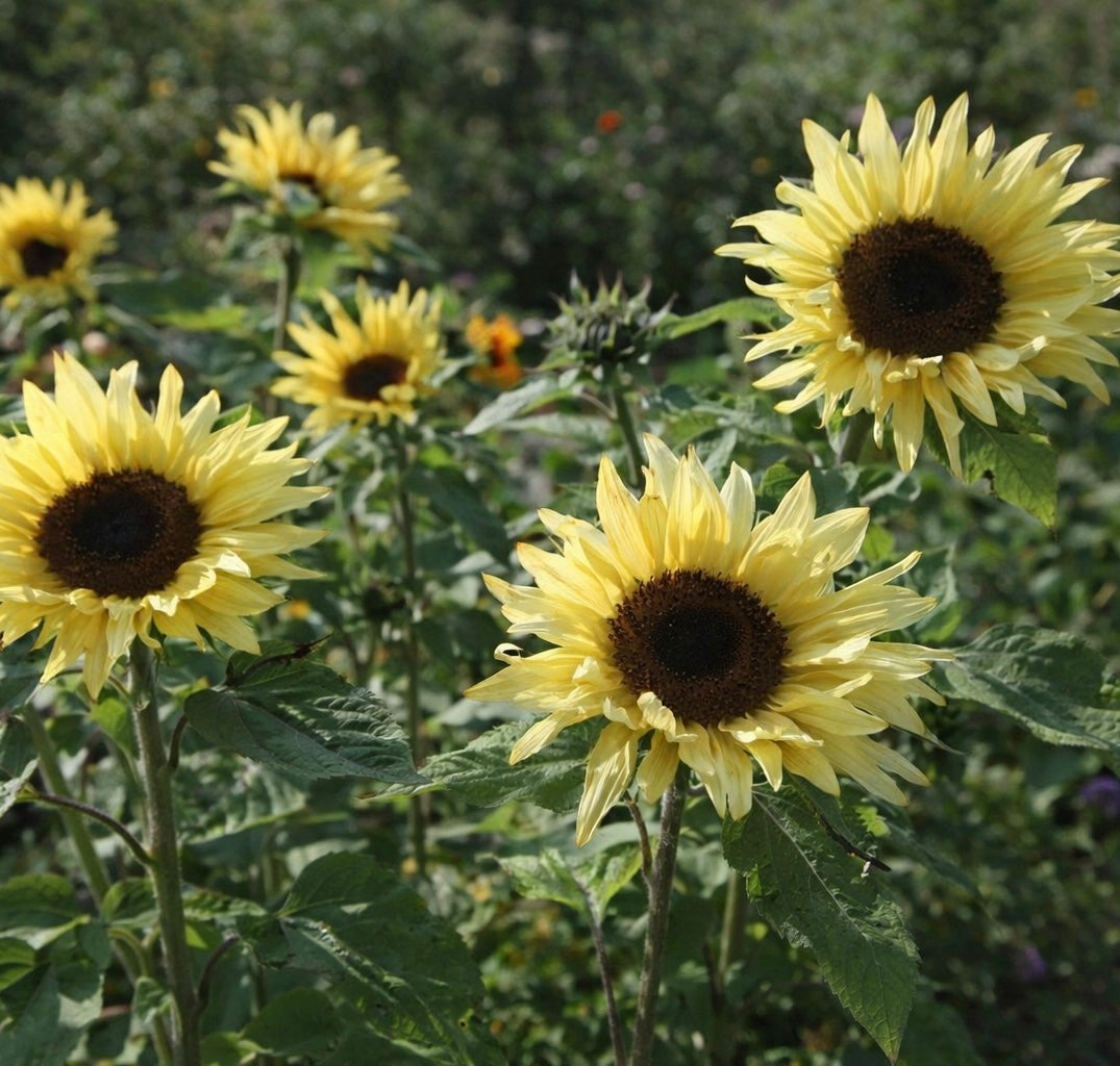 Solros ”Garden Statement"