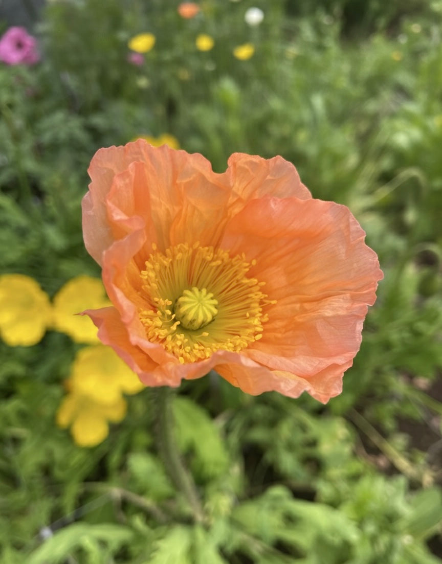 Sibirisk vallmo "Champagne Bubbles Pink"