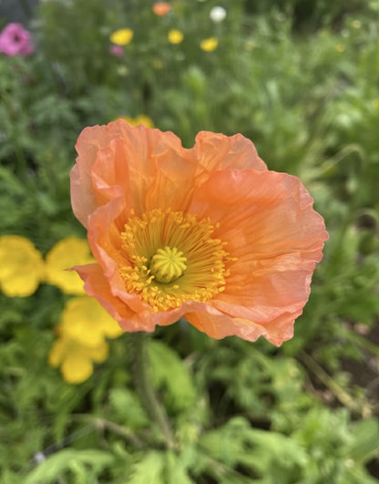 Sibirisk vallmo "Champagne Bubbles Pink"