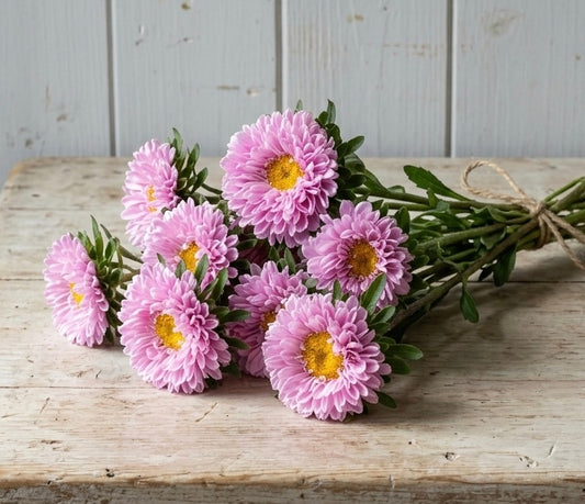 Aster ”Matsumoto Pink”