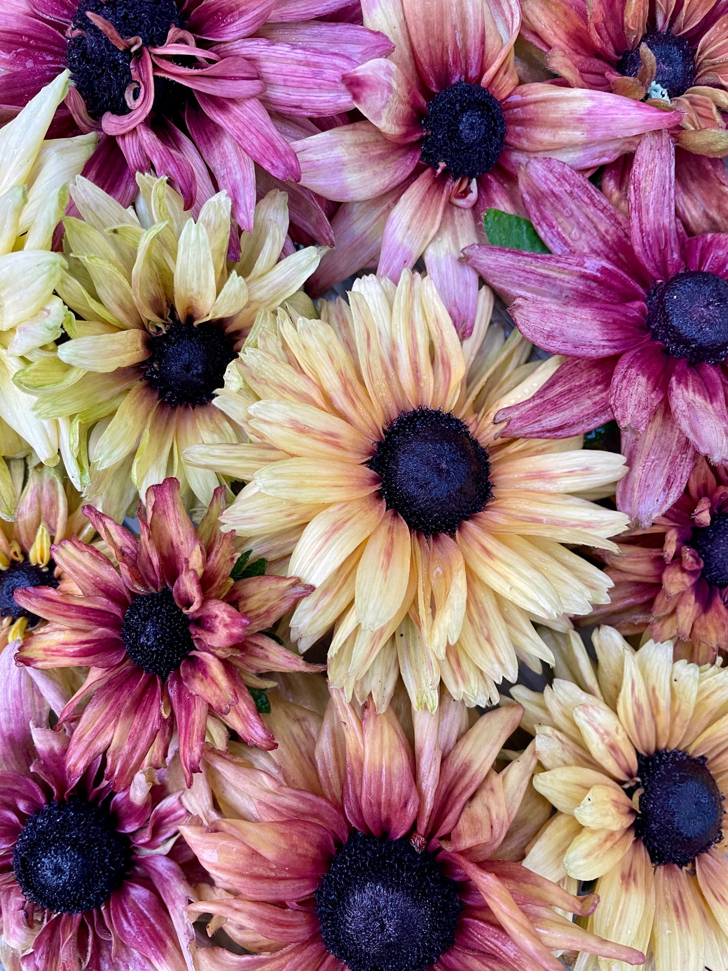 Sommarrudbeckia ”Sahara”