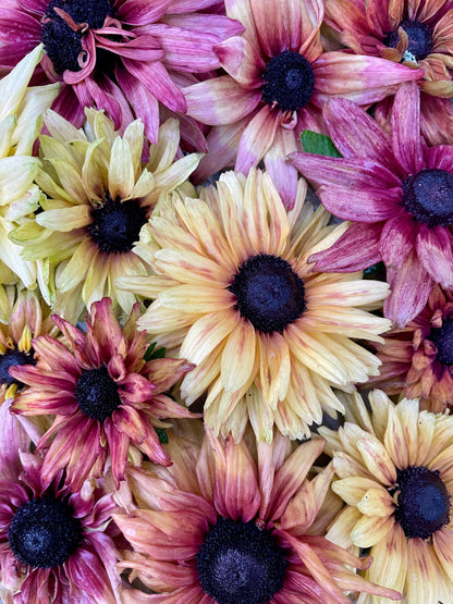 Sommarrudbeckia ”Sahara”