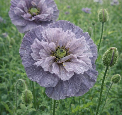 Kornvallmo ”Amazing Grey”