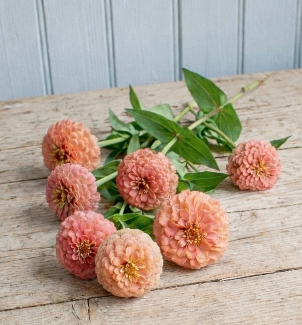Zinnia ”Oklahoma Salmon”