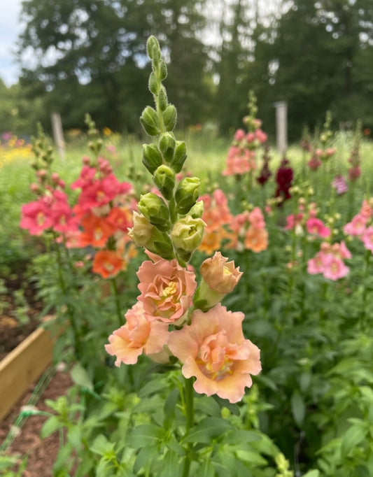 Lejongap F1 ”Snapstar Champagne”