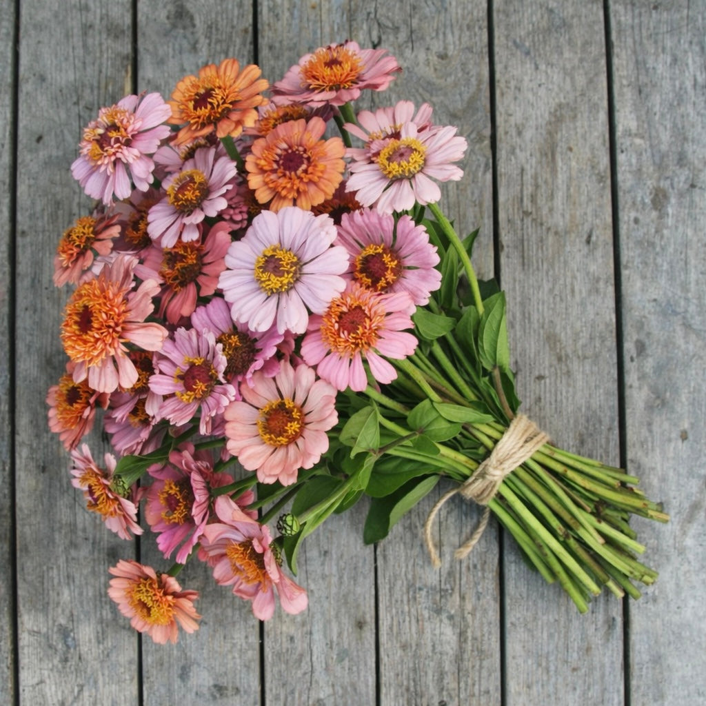 Zinnia "Cresto! Peachy Pink"