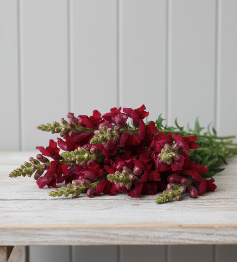 Lejongap F1 ”Potomac Crimson”