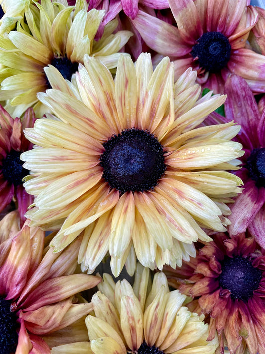 Sommarrudbeckia ”Sahara”