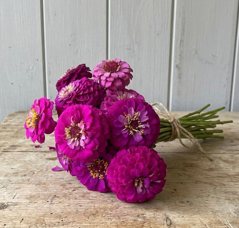 Zinnia ”Oklahoma Carmine"