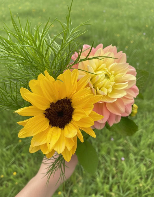 Solros F1 ”Pro Cut Peach”