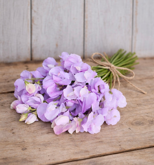 Luktärt ”Royal Lavender"