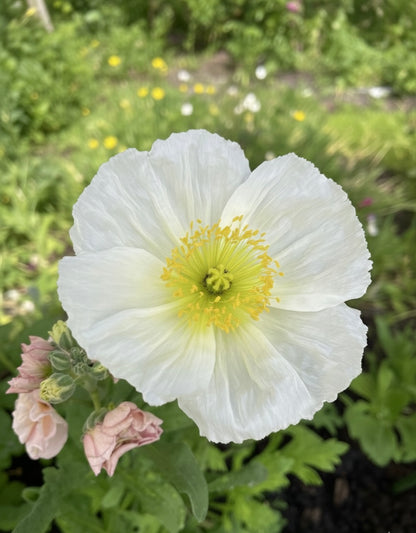 Sibirisk vallmo "Champagne Bubbles White"