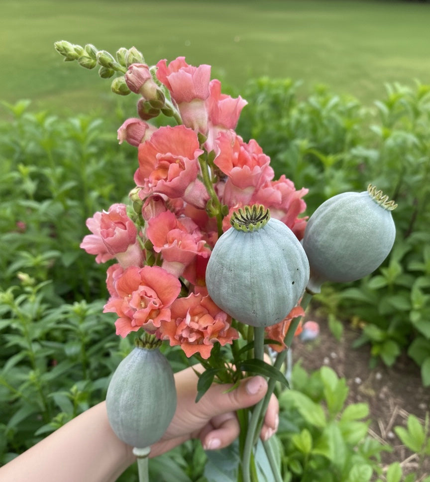 Vallmo ”Bowling ball”