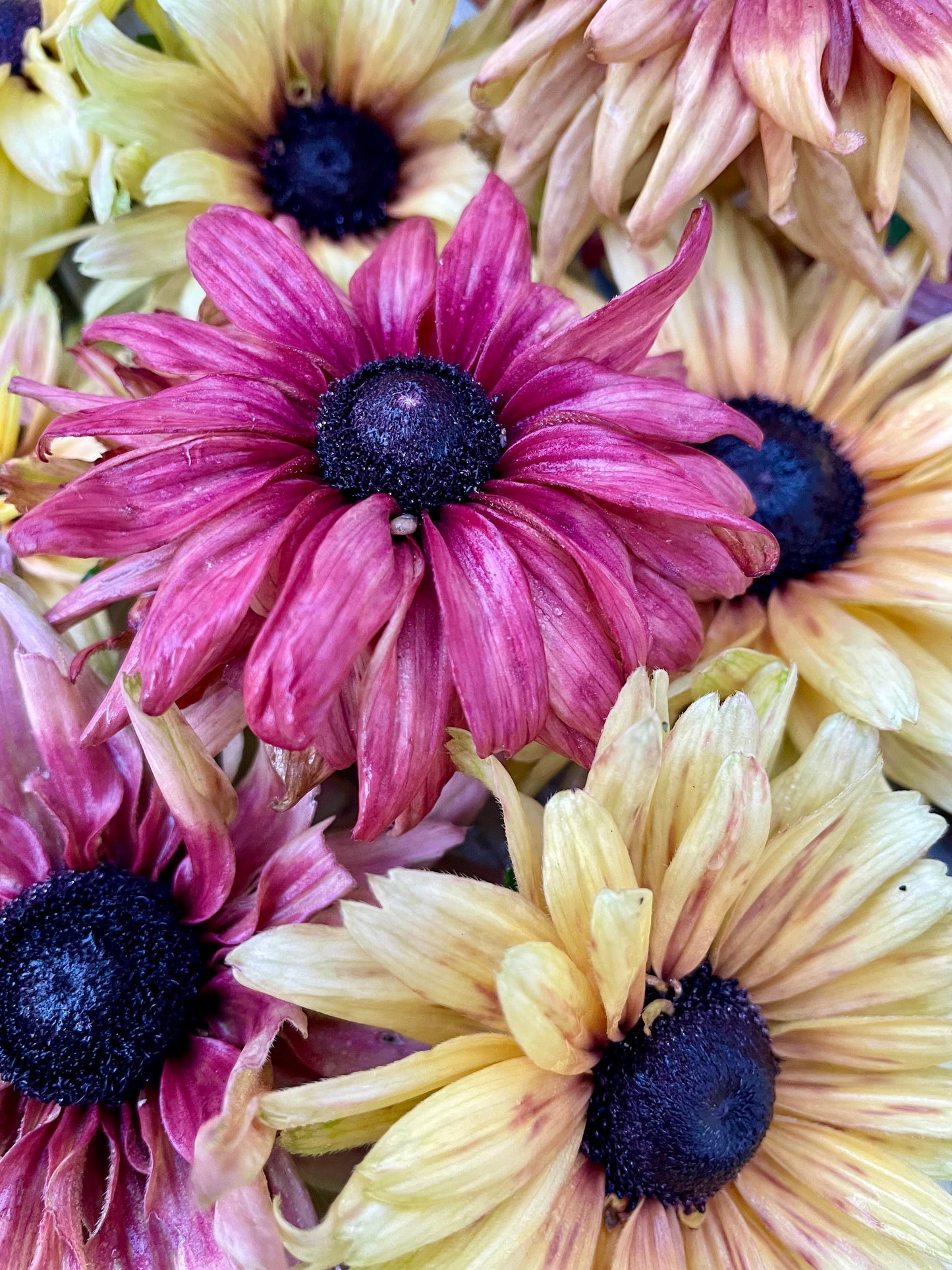 Sommarrudbeckia ”Sahara”