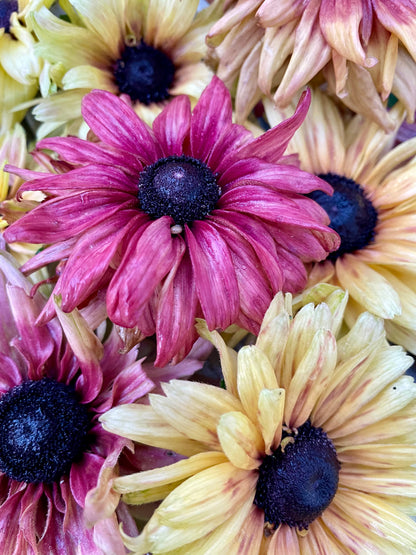 Sommarrudbeckia ”Sahara”