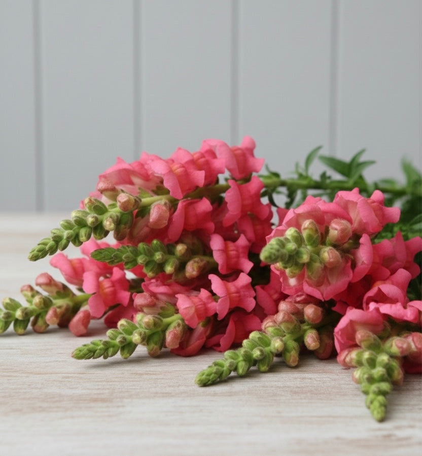 Lejongap F1 ”Potomac Cherry Rose”