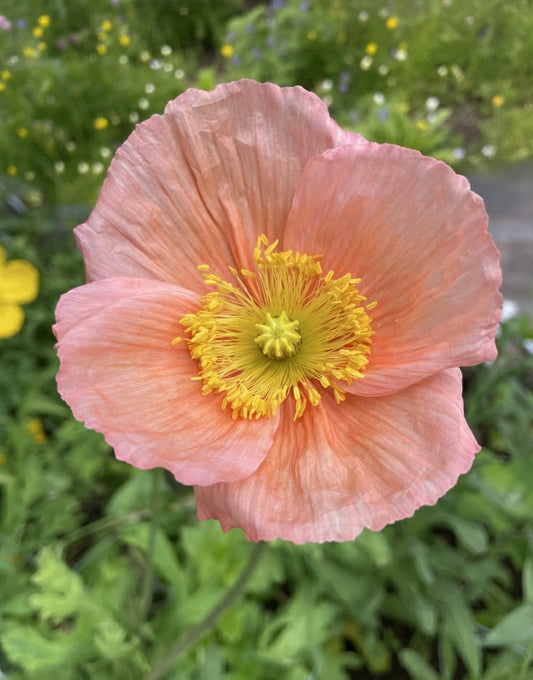 Sibirisk vallmo "Champagne Bubbles Pink"