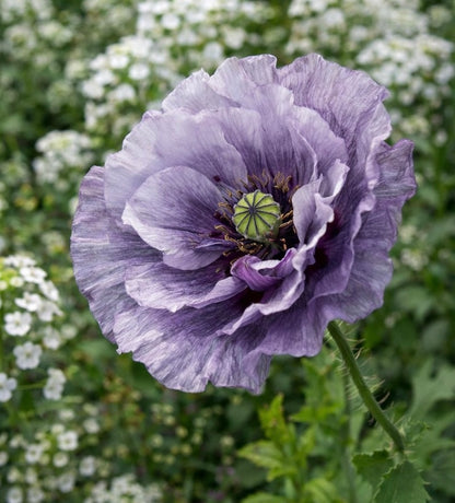 Kornvallmo ”Amazing Grey”