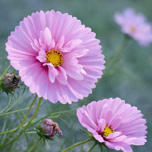 Rosenskära ”Cupcake Sakura”