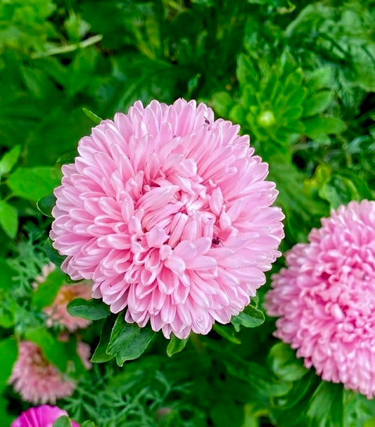 Sommaraster "King size Pink"