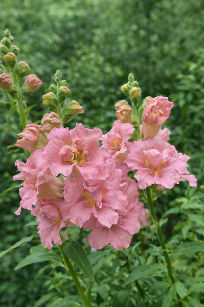 Lejongap F1 ”Madame Butterfly Pink”