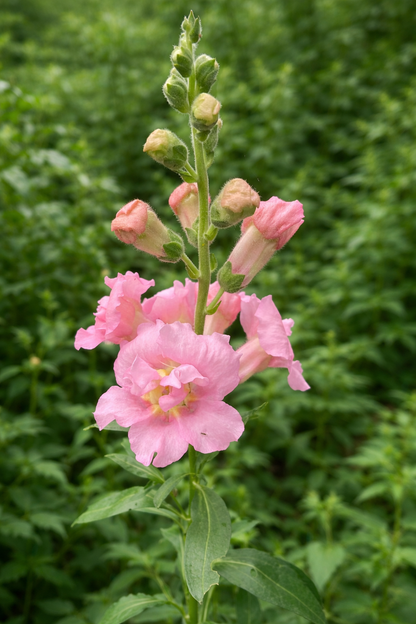 Lejongap F1 ”Madame Butterfly Pink”