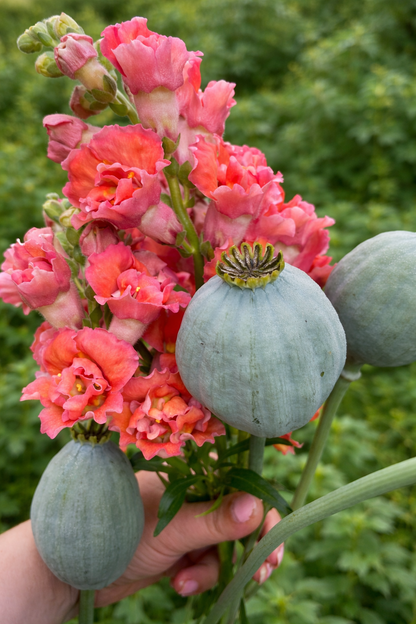 Lejongap F1 ”Madame Butterfly Bronze”