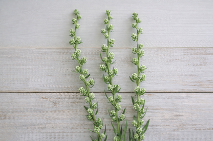 Rosenstav ”Popcorn”