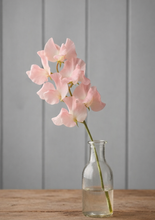 Luktärt ”Spring Sunshine Peach”