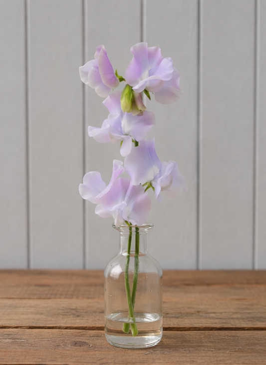 Luktärt ”Spring Sunshine Lilac”