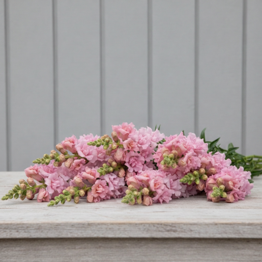 Lejongap F1 ”Snapstar Pink”