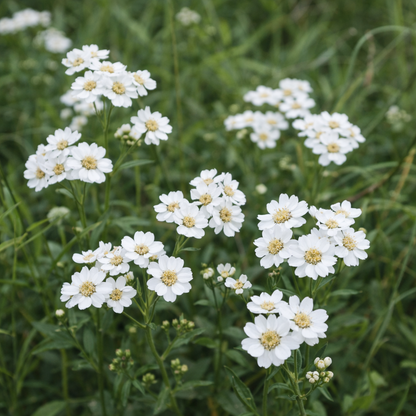 Vitpytta ”The Pearl”