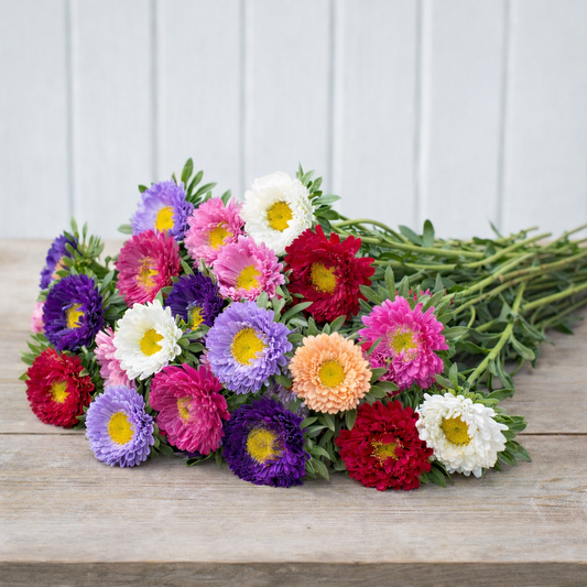 Aster ”Matsumoto Mix”