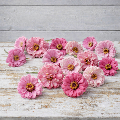 Zinnia ”Miss Wilmott”