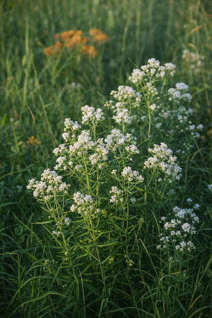 Bergsmynta ”Virginsk”