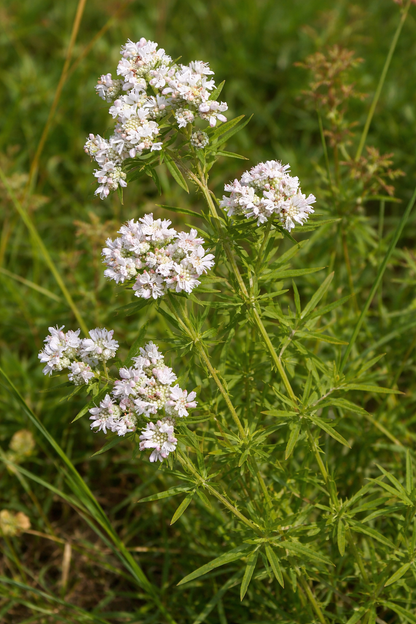 Bergsmynta ”Virginsk”