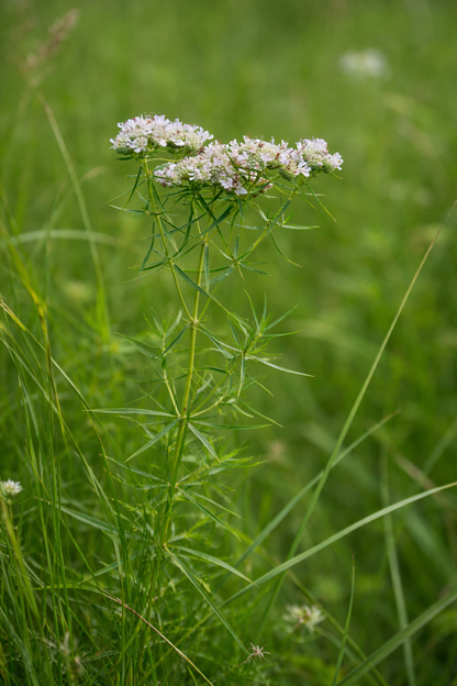 Bergsmynta ”Smalbladig”