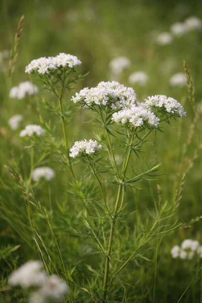 Bergsmynta ”Smalbladig”
