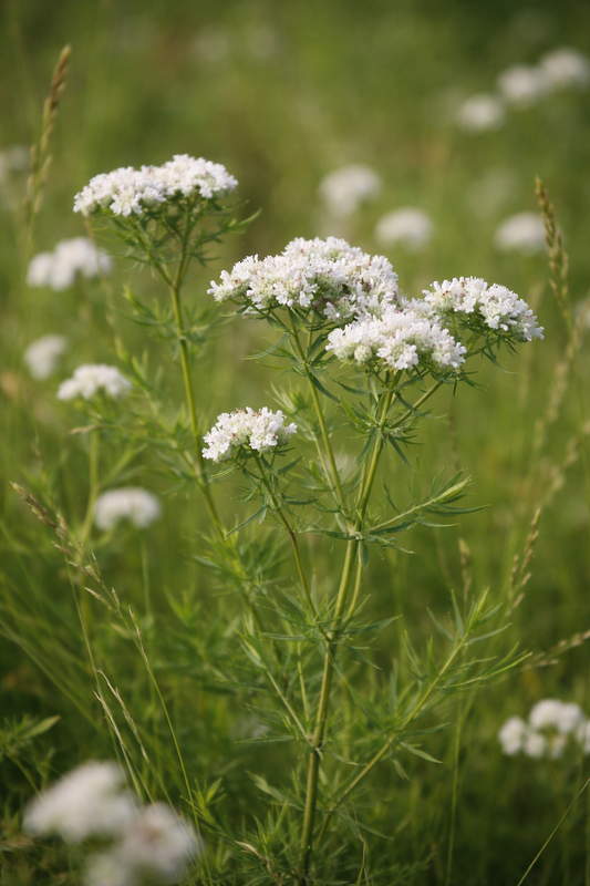Bergsmynta ”Smalbladig”