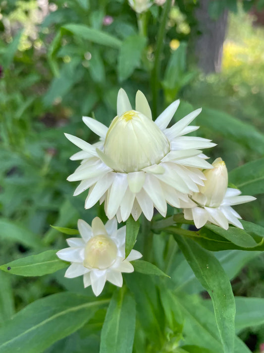 Jätteeternell ”Creamy White"