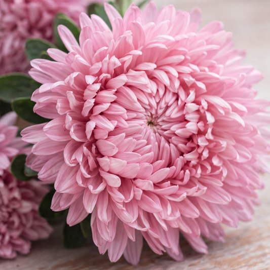 Sommaraster ”Chrisantella Love Me Tender”