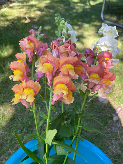 Lejongap F1 ”Potomac Orange”