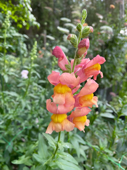 Lejongap F1 ”Potomac Orange”