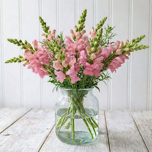 Lejongap F1 ”Rocket Rose Shades"