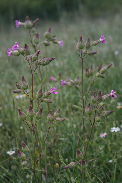 Sandglim Balletje-Balletje