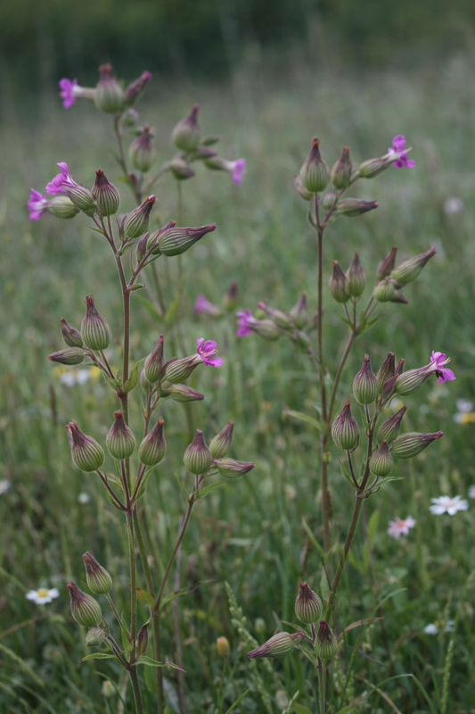 Sandglim Balletje-Balletje