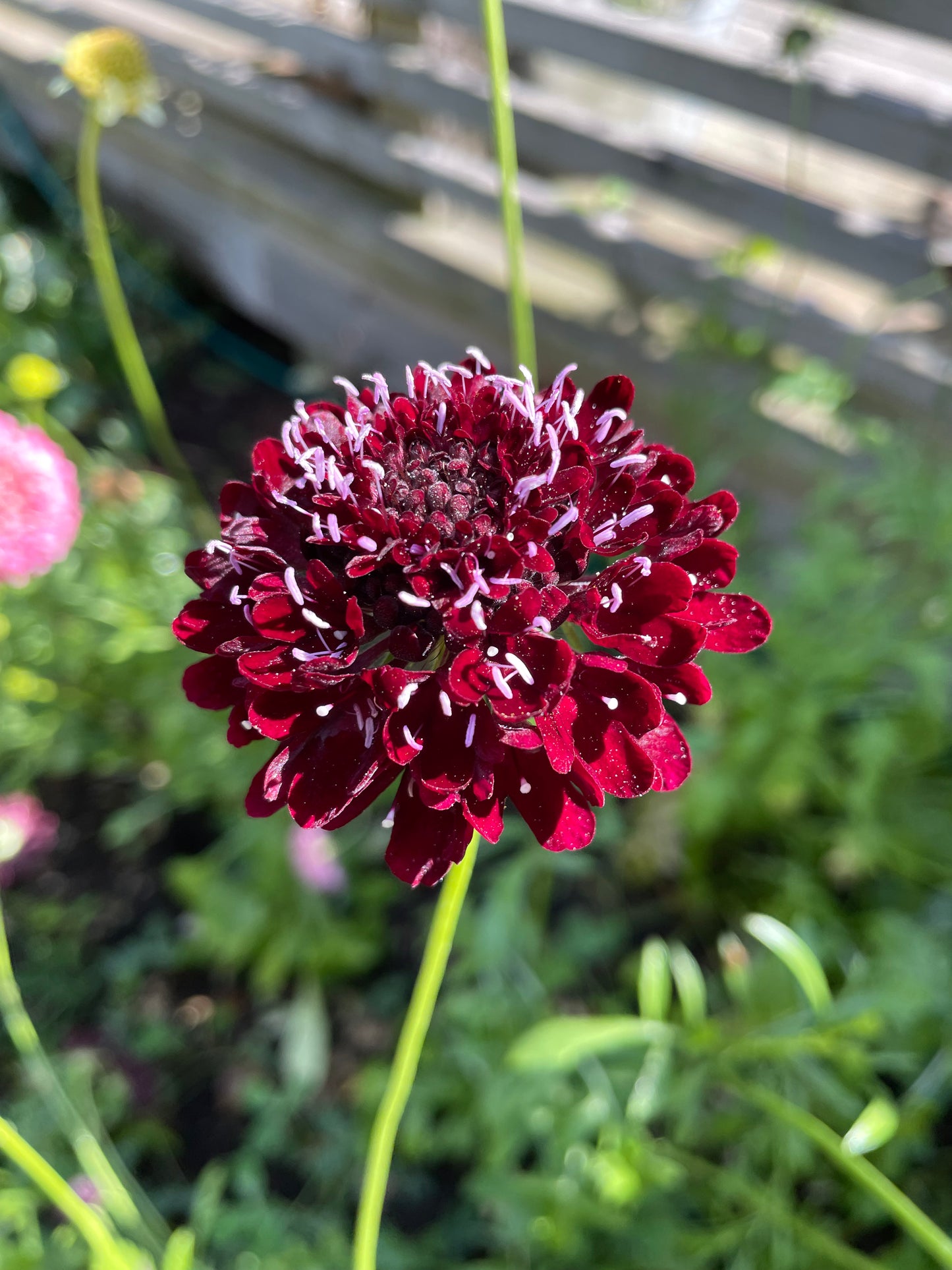 Praktvädd ”Purple black”