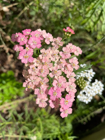 Röllika ”Colorado mix”