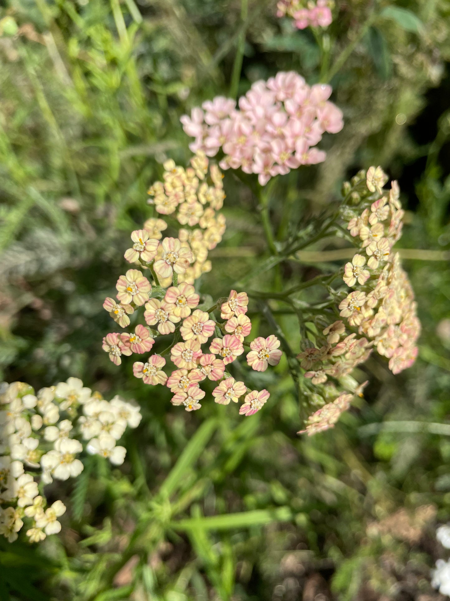 Röllika ”Colorado mix”