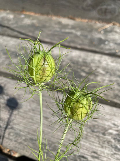 Jungfrun i det gröna ”Albion Black pods”